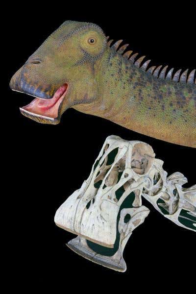 N. taqueti was barely able to lift its head above its back 