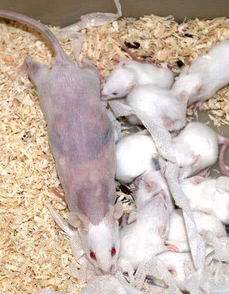 New Scientist. Science news and long reads from expert journalists, covering developments in science, technology, health and the environment on the website and the magazine.