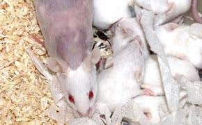 'Naked' mums produce plumper babies