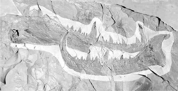 Giant claw points to monster sea scorpion