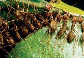 Evolution: Survival of the selfless