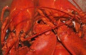 Lobster pain may prick diners' consciences