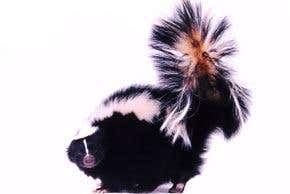 Smells rank: Solving a stinker of a problem