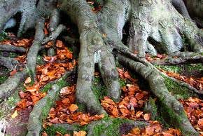 How trees changed the world