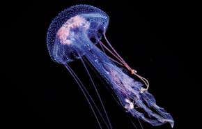 Insight: Overfishing is creating a jellyfish plague