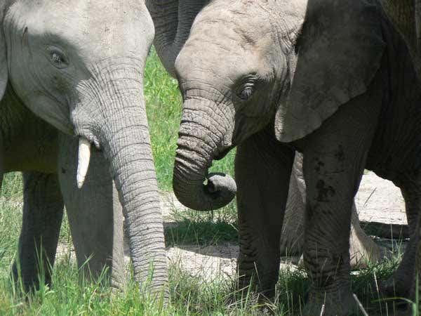 Elephants use mental maps to track family members