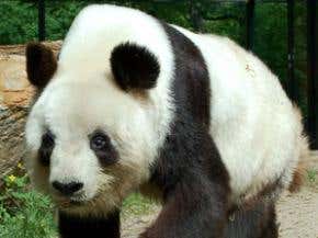 Giant pandas under threat from parasitic worm