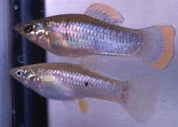 New Scientist. Science news and long reads from expert journalists, covering developments in science, technology, health and the environment on the website and the magazine.