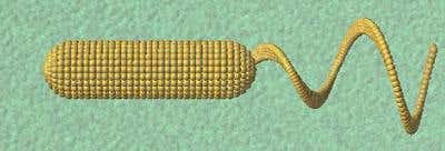 3D models of micro-swimming robots could help researchers find the best designs 