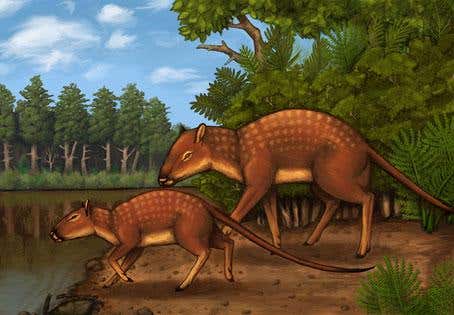 The racoon-sized mammal is distantly related to pigs, sheep and hippos, but has distinctive features in common with cetaceans 