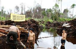 Bog barons: Indonesia's carbon catastrophe