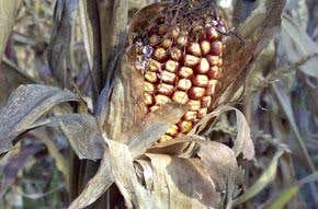 Economics says we should act on climate change