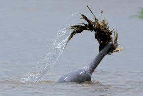 Dolphins wave weed to attract a mate