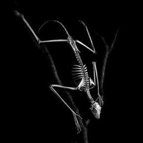 Illustrated books: <i>Evolution (in Action)</i> by Jean-Baptiste de Panafieu and Patrick Gries