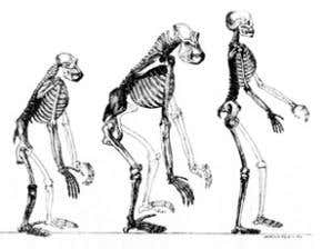 Modern times causing human evolution to accelerate