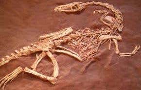 Comment: Rewarding China's fossil hunters