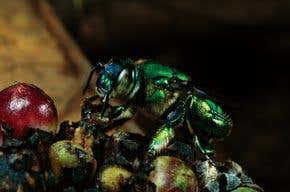 Sniffing out the secrets of the orchid bee