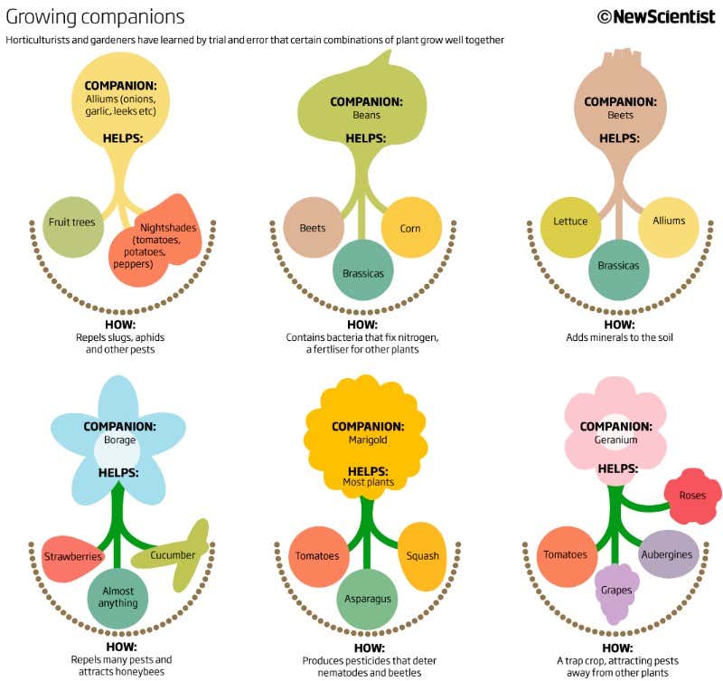 New Scientist. Science news and long reads from expert journalists, covering developments in science, technology, health and the environment on the website and the magazine.