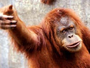 New Scientist. Science news and long reads from expert journalists, covering developments in science, technology, health and the environment on the website and the magazine.