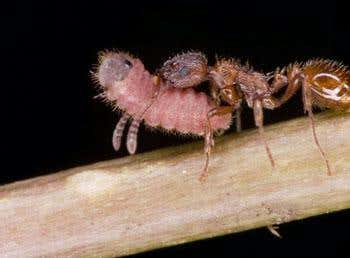 A worker ant carries an alcon caterpillar to its nest
