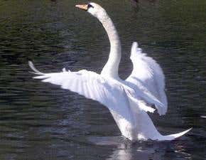 Bird flu strikes UK wildlife