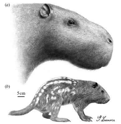 An artist's impression of J. monesi's headshows how closely it might have resembled the pakarana 