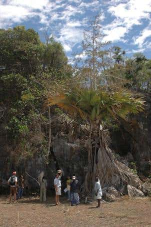 Giant Madagascan palm 'flowers itself to death'