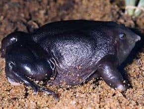 Top 100 weirdest amphibians list launched