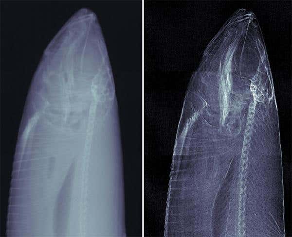 New Scientist. Science news and long reads from expert journalists, covering developments in science, technology, health and the environment on the website and the magazine.
