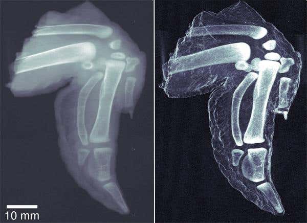 The new method could help doctors spot bone fragments that traditional X-rays don't reveal. This chicken wing (right) clearly shows the difference