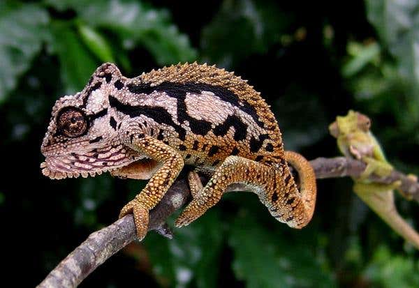 Brightness of the markings was found not to increase with the brightness of the background colours, indicating that the markings evolved at least partly for display