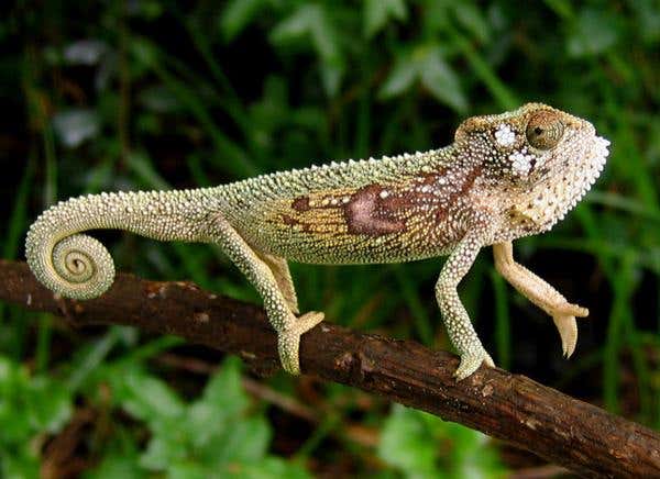 The marking are used for social signalling as much as camouflage. The chameleons can signal aggression or submissiveness, attraction or rejection to others