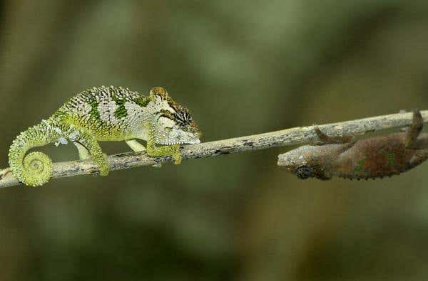 Males can even square off in rapid-fire, colourful signalling duels