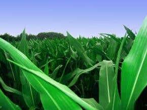 Could new GM crops please the greens?