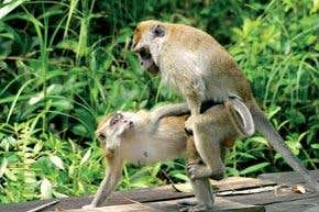 Macaque monkeys 'pay' for sex