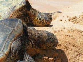 Some sea turtles stay close to home
