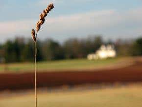 'Plantstones' could help lock away carbon