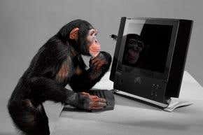 How primate porn reveals what we really want