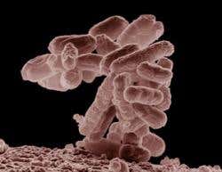 New Scientist. Science news and long reads from expert journalists, covering developments in science, technology, health and the environment on the website and the magazine.