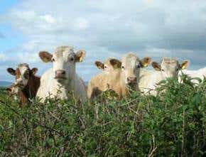 Super-sensitive BSE tests may not make meat safer