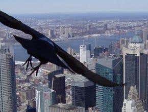 'Critter cams' reveal animal secrets