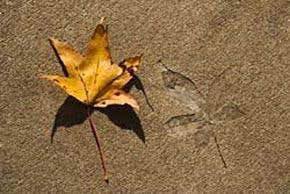 Hopes build for eco-concrete