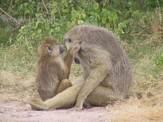 Juvenile baboon grooming an adult male, Amboseli, Kenya