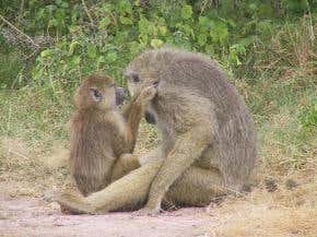 Helpful baboon dads boost offsprings' success