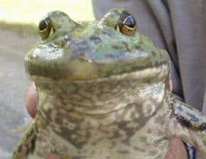 Alien species named and shamed on European list