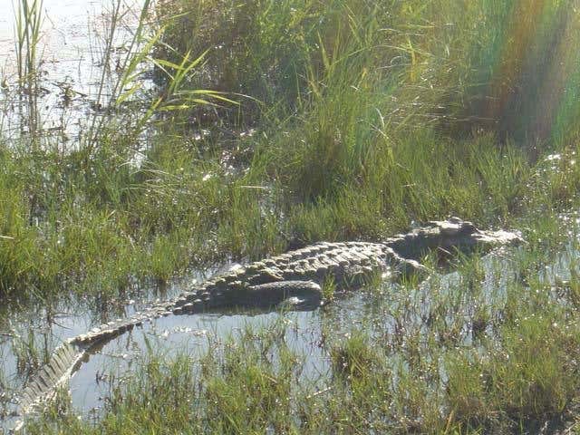 New Scientist. Science news and long reads from expert journalists, covering developments in science, technology, health and the environment on the website and the magazine.
