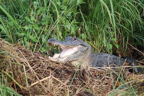 Boosting stomach acidity to digest a big meal reduces the time that alligators need to bask in the sun for warmth 