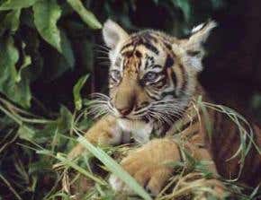 Trade in tiger parts unrelenting in Sumatra