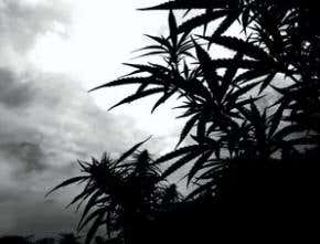 Smoking pot may slow MS sufferers' thoughts