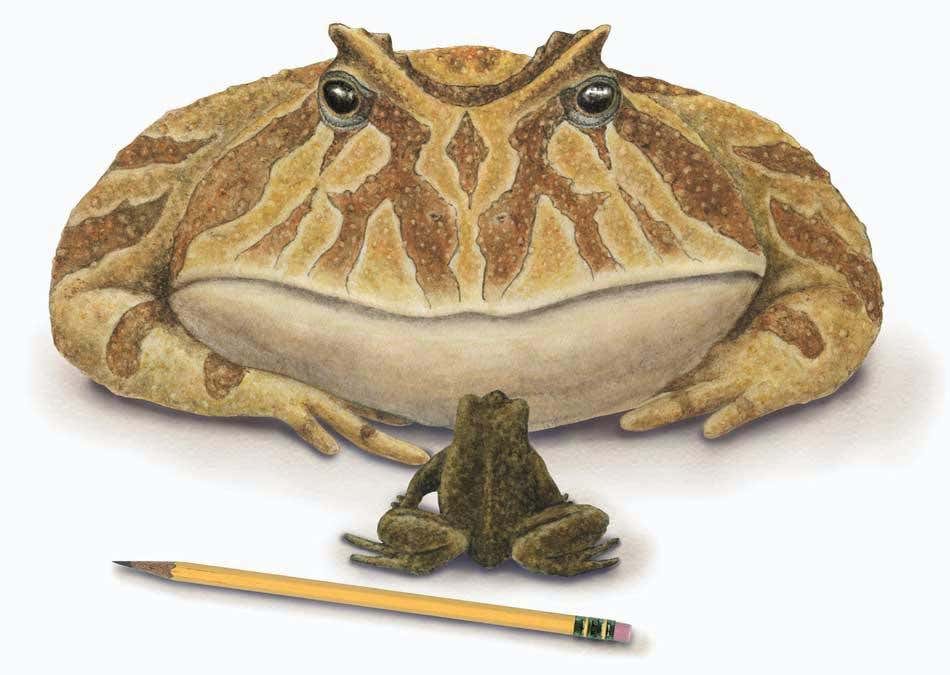 Prehistoric 'frog from hell' hints at ancient land link